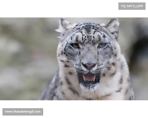 新疆天山雪豹吧