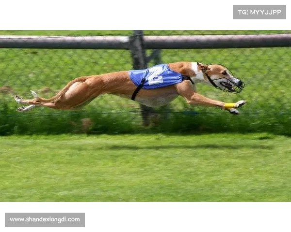 澳洲赛犬最新赛事、澳洲赛狗视频